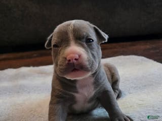 American Bully dogs Shadow - Ad 42