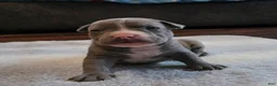 American Bully dogs for sale: Shadow - Ad 24