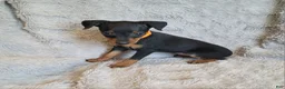 Miniature Pinscher dogs for sale: Patina  - Ad 5