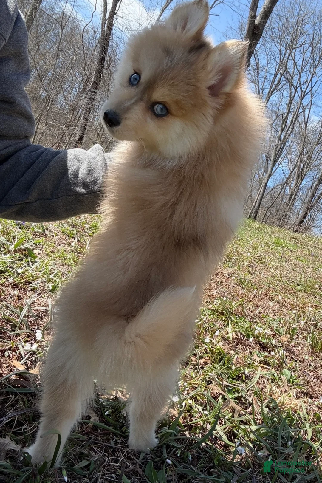 Pomsky dogs for sale:  Buddy - Ad 2