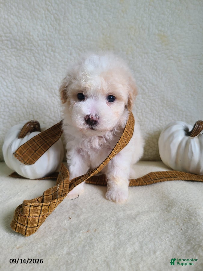 Lhasapoo dogs Cash - Ad 2
