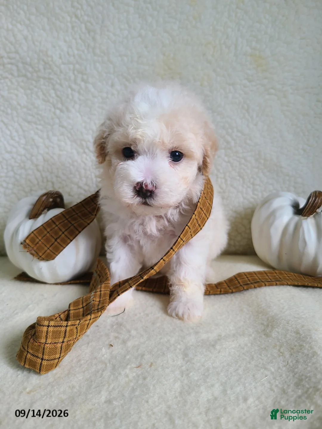 Lhasapoo dogs for sale: Cash - Ad 2