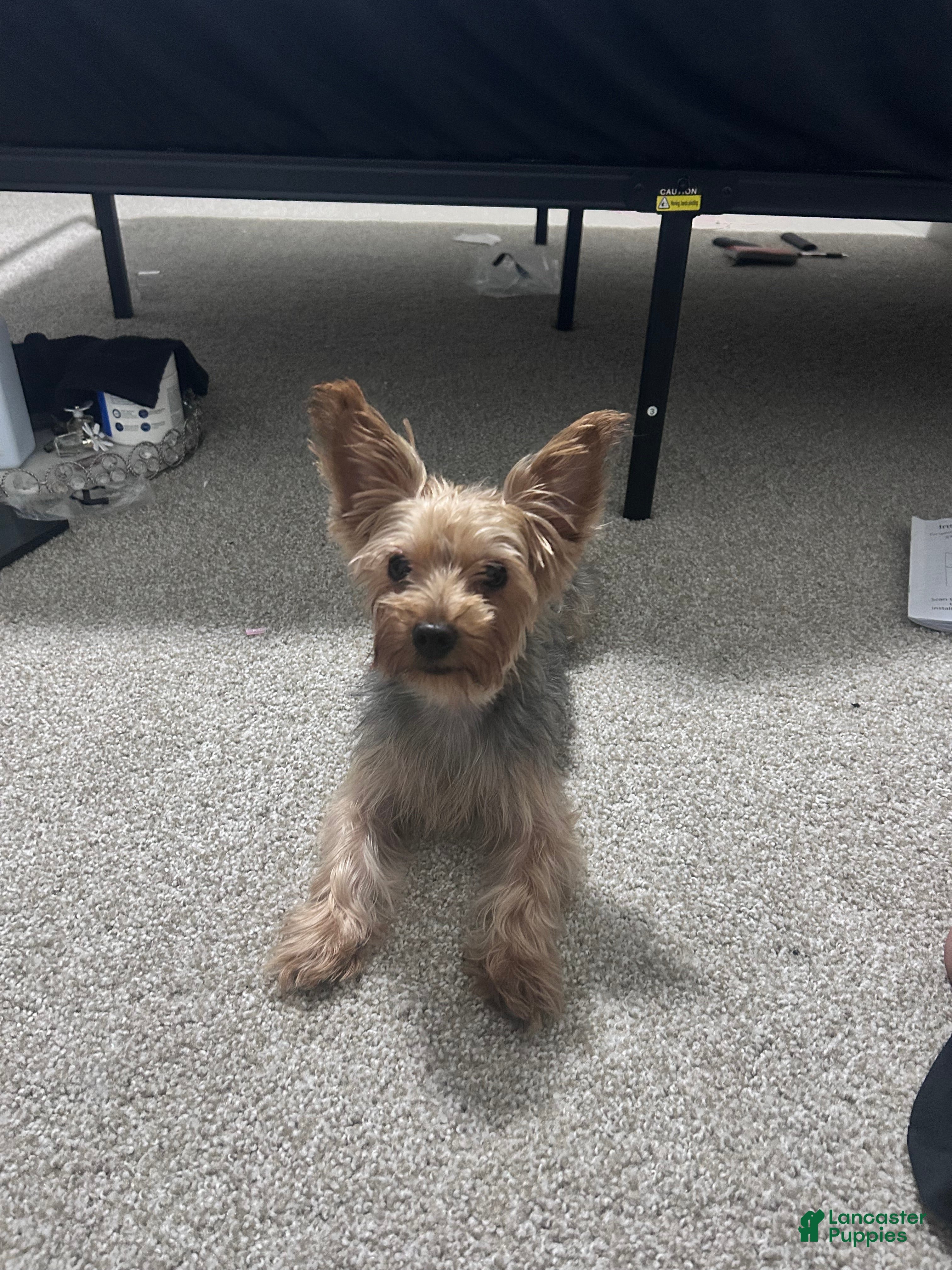 Yorkiepoo dogs for sale: Yorkiepoo 1 - Ad 10