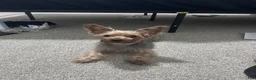 Yorkiepoo dogs for sale: Yorkiepoo 1 - Ad 1
