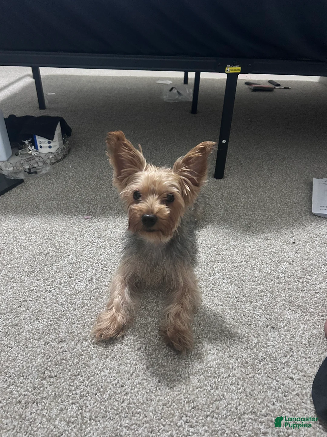 Yorkiepoo dogs for sale: Yorkiepoo 1 - Ad 1