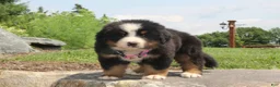 Bernese Mountain Dog dogs for sale: Pink Collar Girl - Ad 6