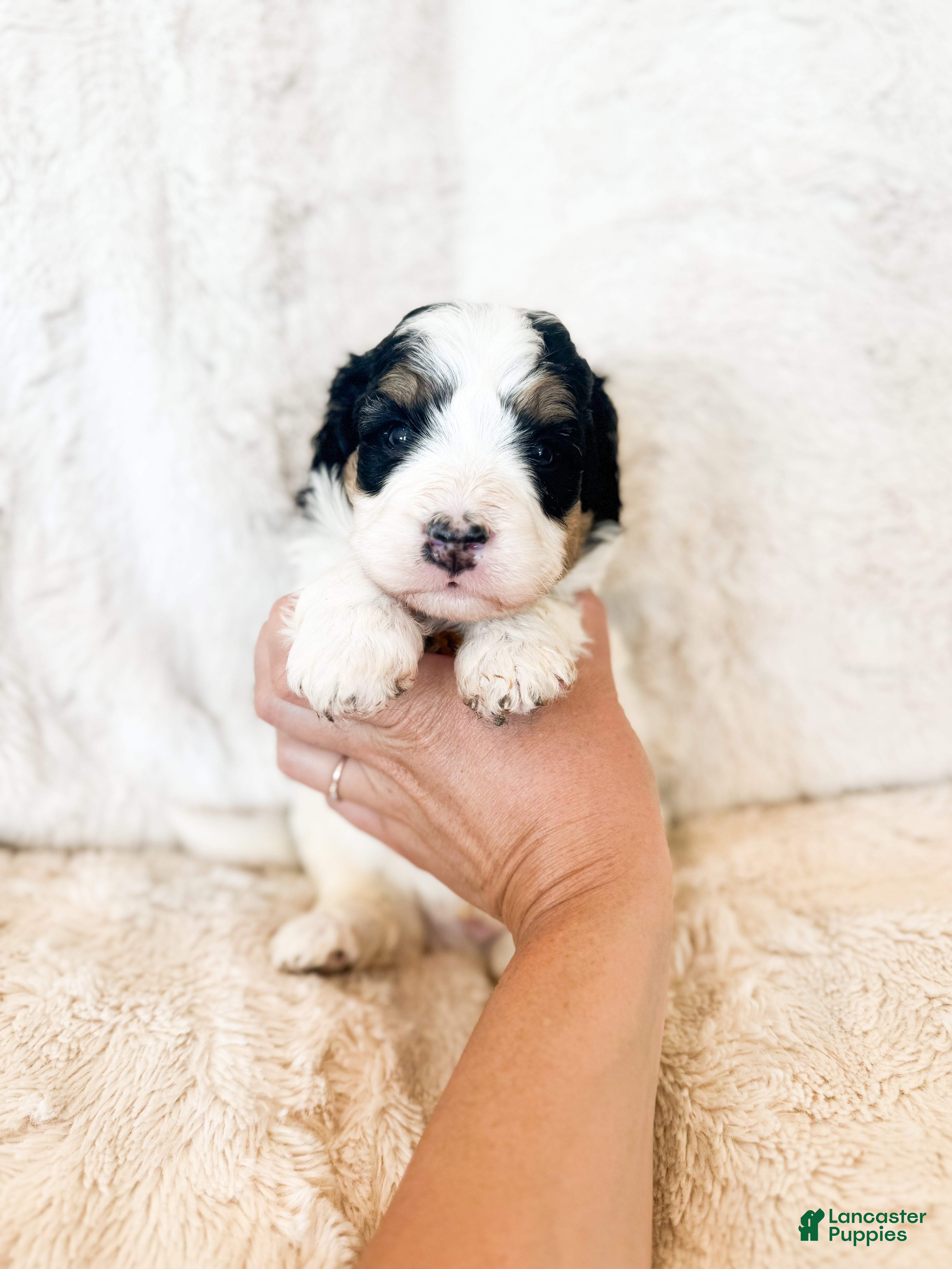 Bernedoodle dogs 'Spanky' Orange Collar Male Medium Bernedoodle - Ad 2