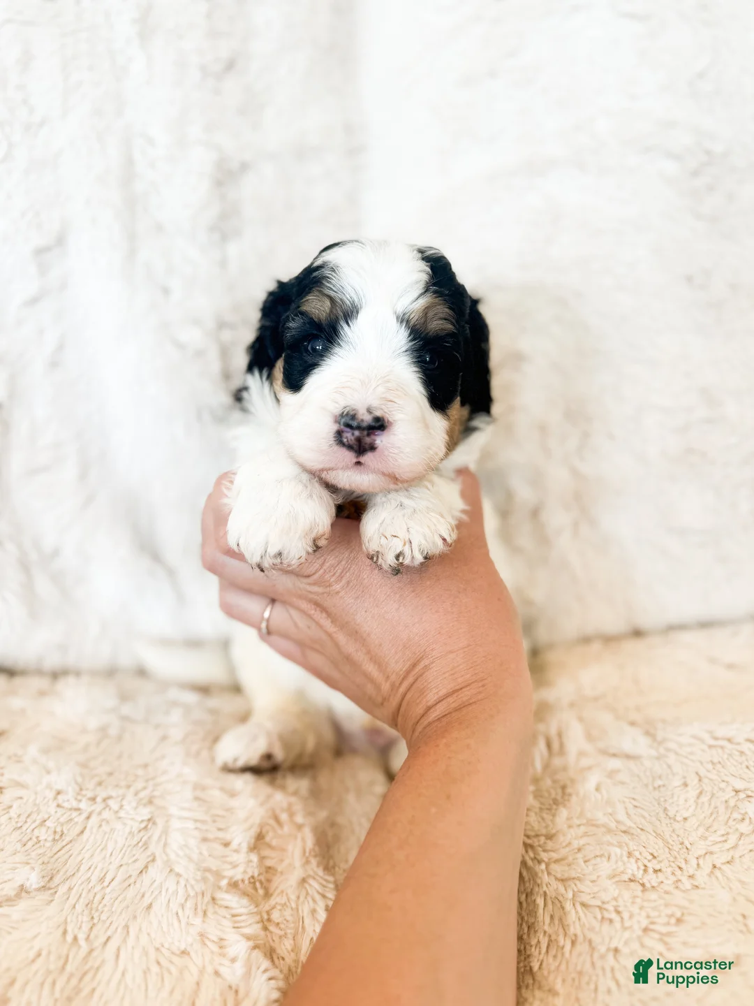 Bernedoodle dogs for sale: 'Spanky' Orange Collar Male Medium Bernedoodle - Ad 2
