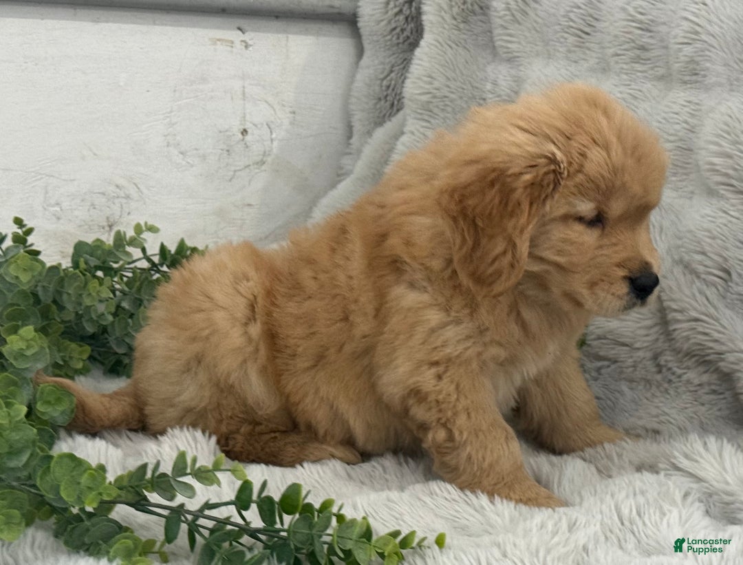 Golden Retriever dogs for sale: Snow Ball - Ad 14