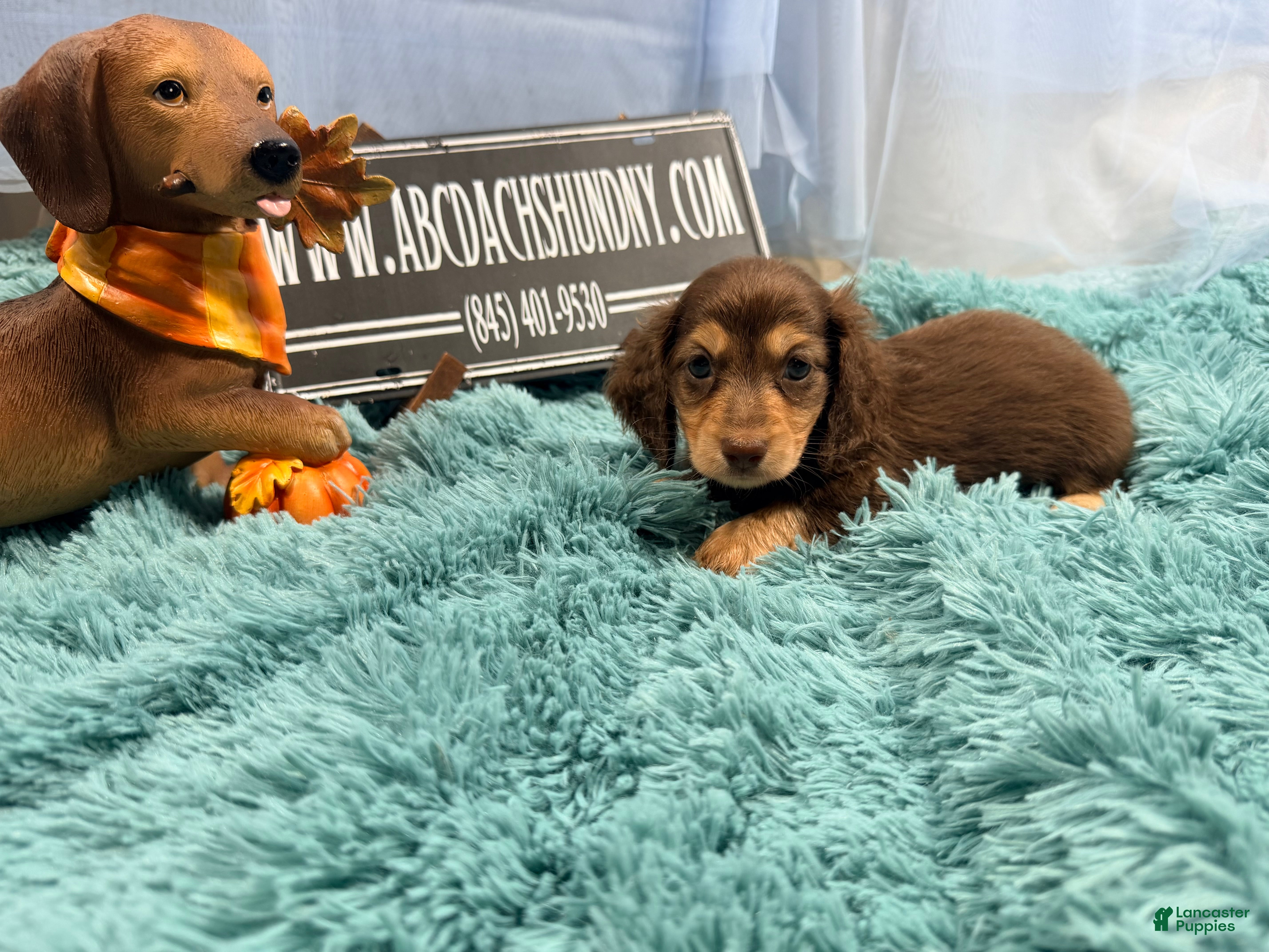 Miniature Dachshund dogs Russian pra clear - Ad 35