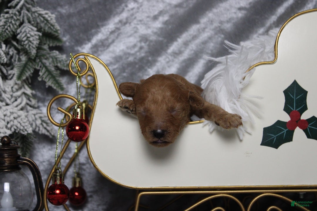 Toy Poodle dogs for sale: Ruby - Ad 2