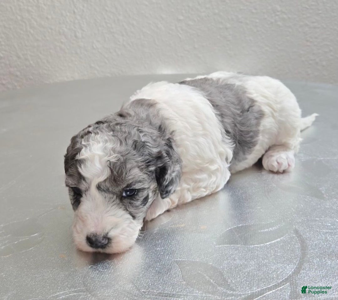 Mini Goldendoodle dogs for sale: Mia - Ad 4