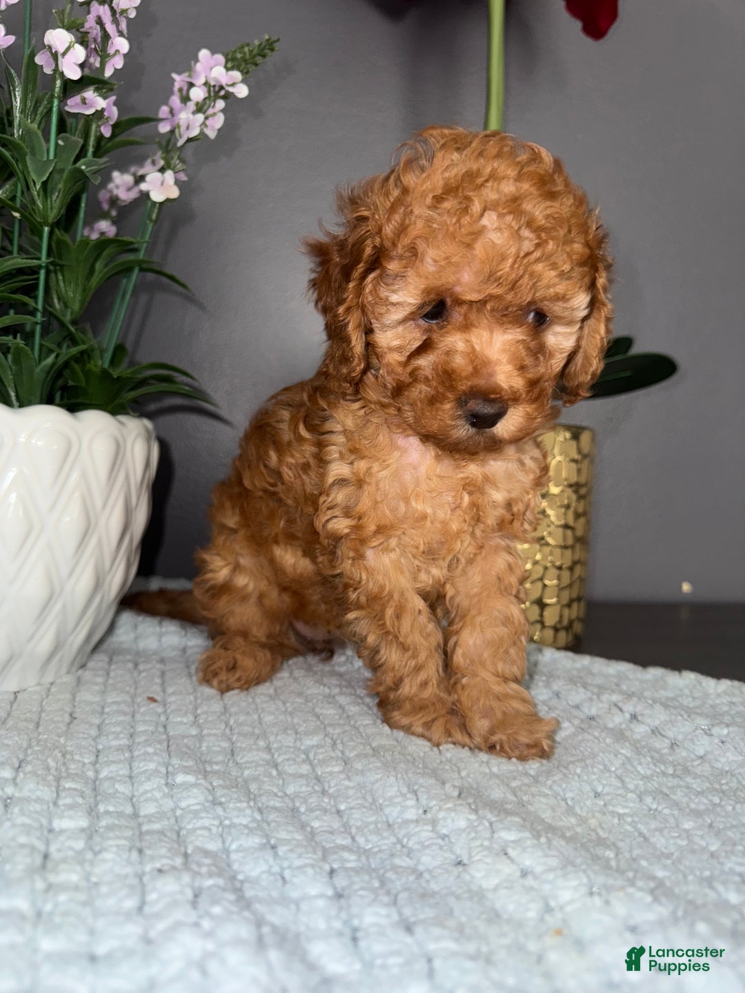 Miniature Poodle dogs for sale: Miniature Poodle Milo - Ad 21