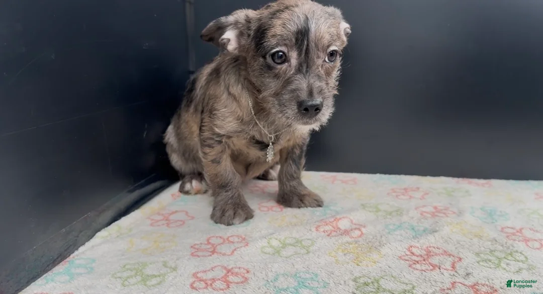 Mixed Breed dogs for sale: Indigo - Ad 2