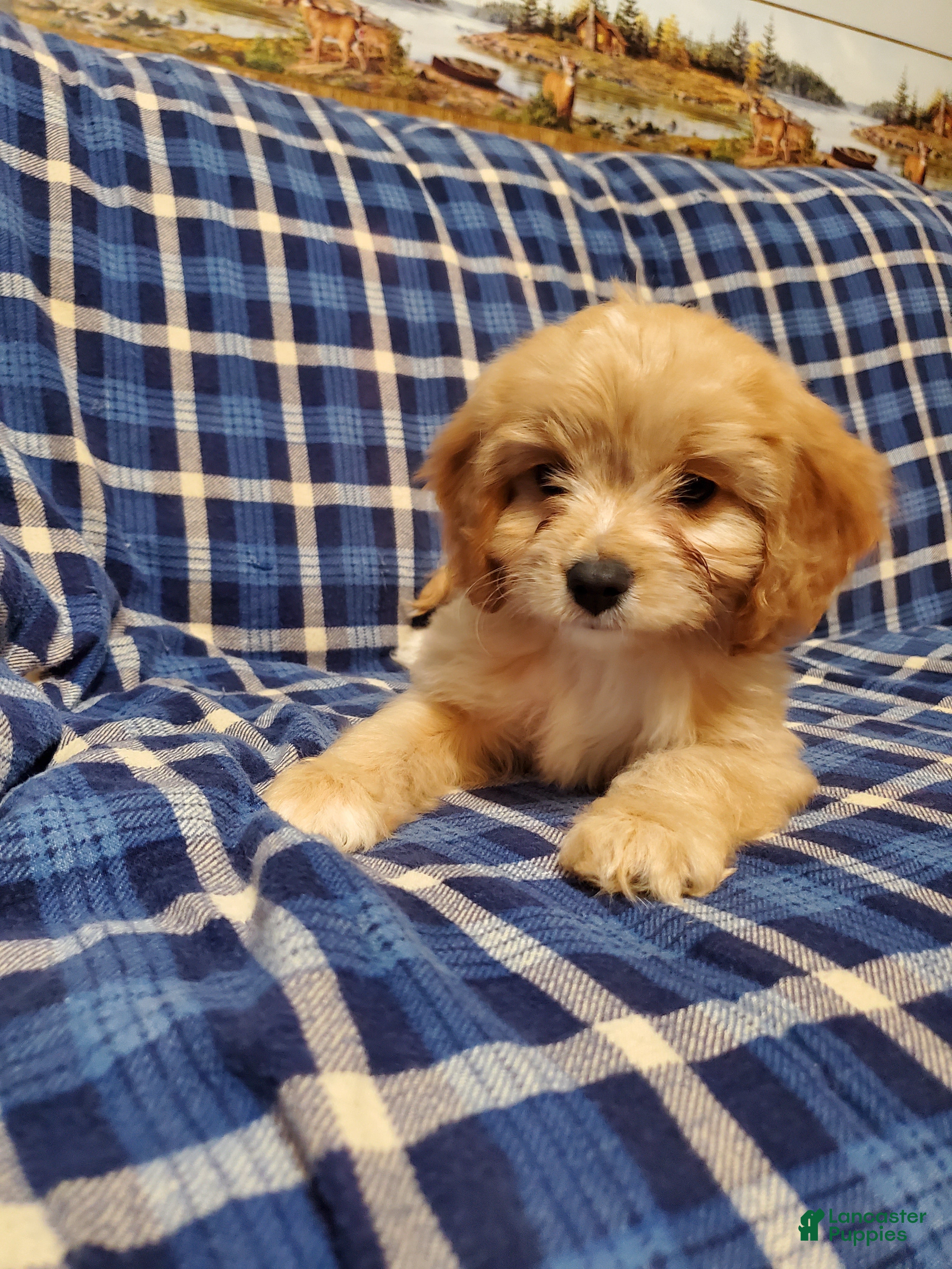 Cavachon dogs Tootsie Roll - Ad 17