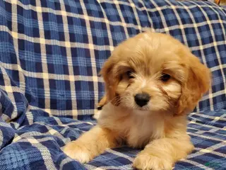 Cavachon dogs Tootsie Roll - Ad 17