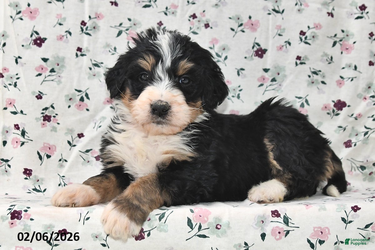 Bernedoodle dogs Rex - Ad 2