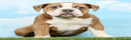 Olde English Bulldogge dogs for sale: Olde English Bulldogge Puppy 1 - Ad 3