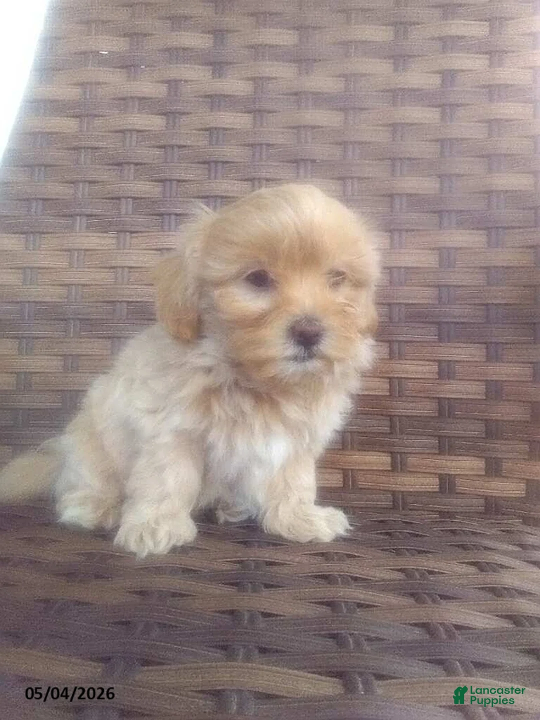 Mixed Breed dogs for sale: Wyneta - Ad 1