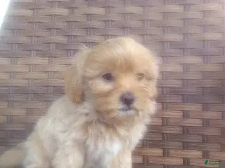 Mixed Breed dogs for sale: Wyneta - Ad 1