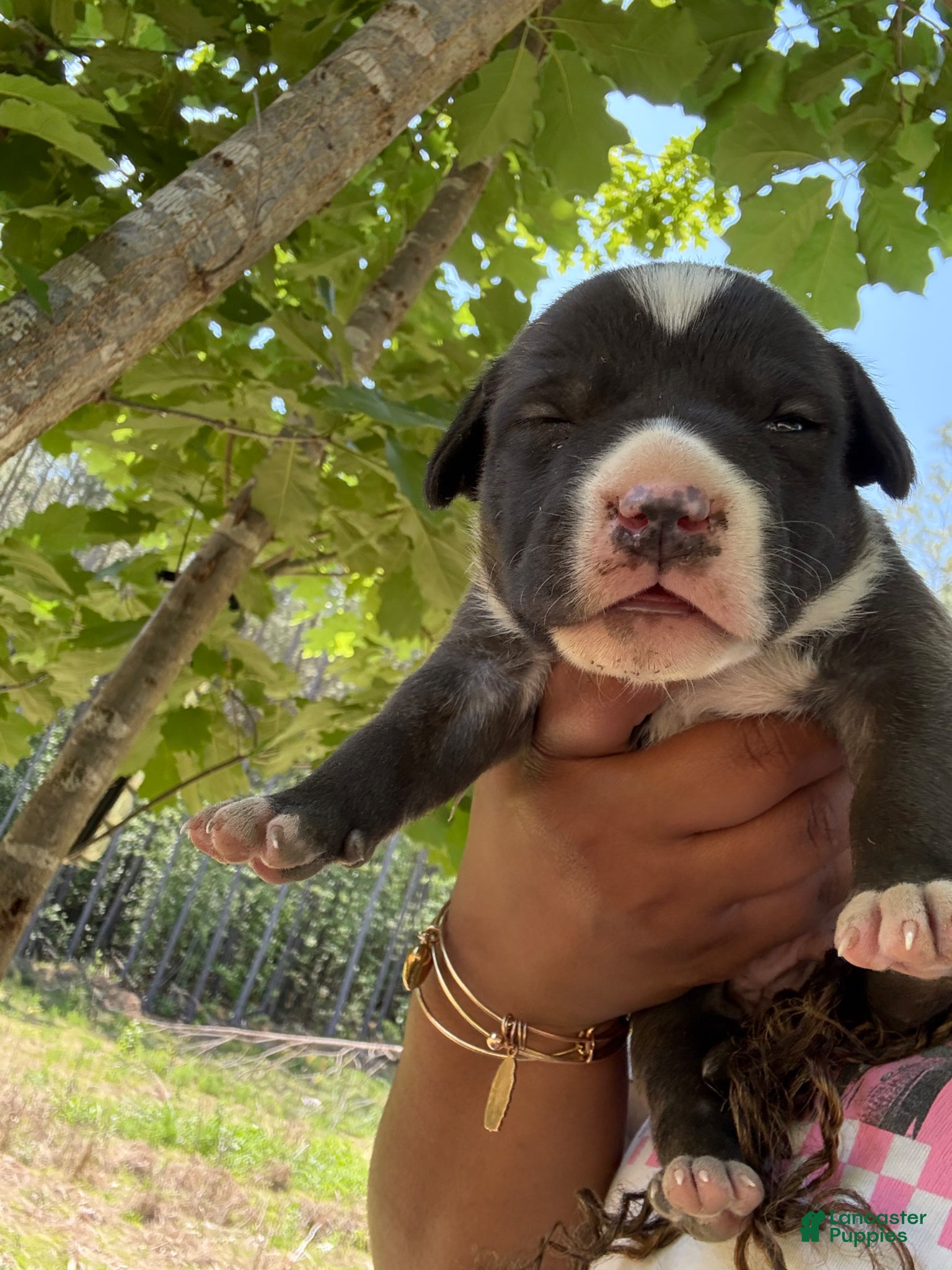 American Pit Bull Terrier dogs American Pit Bull Terrier Puppy 4 - Ad 7