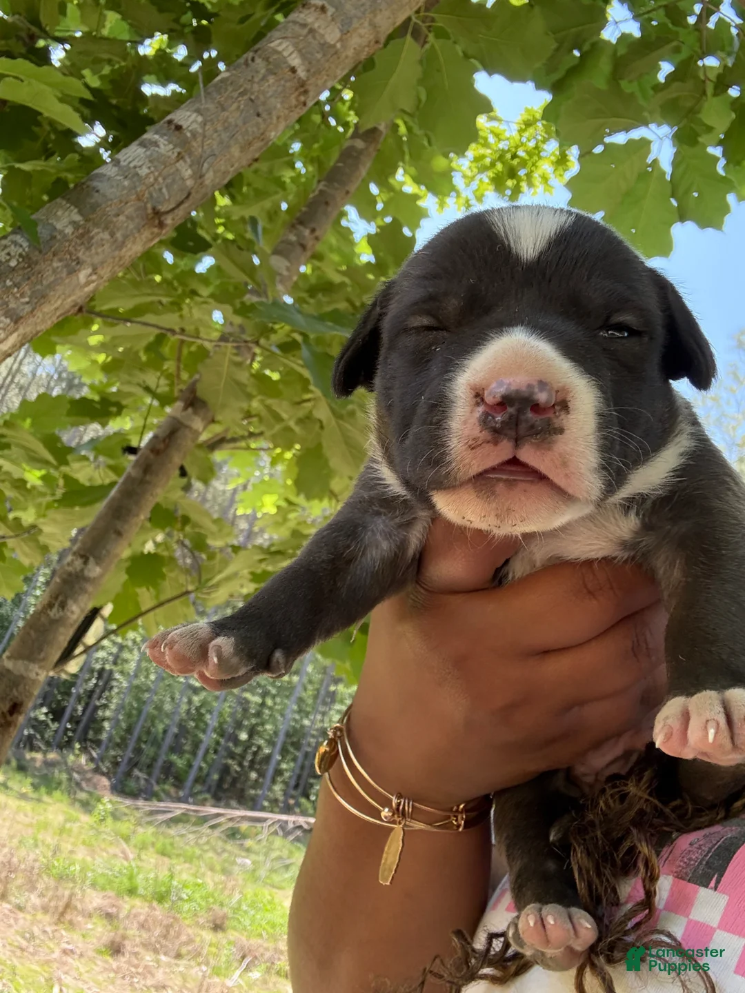 American Pit Bull Terrier dogs for sale: American Pit Bull Terrier Puppy 4 - Ad 1