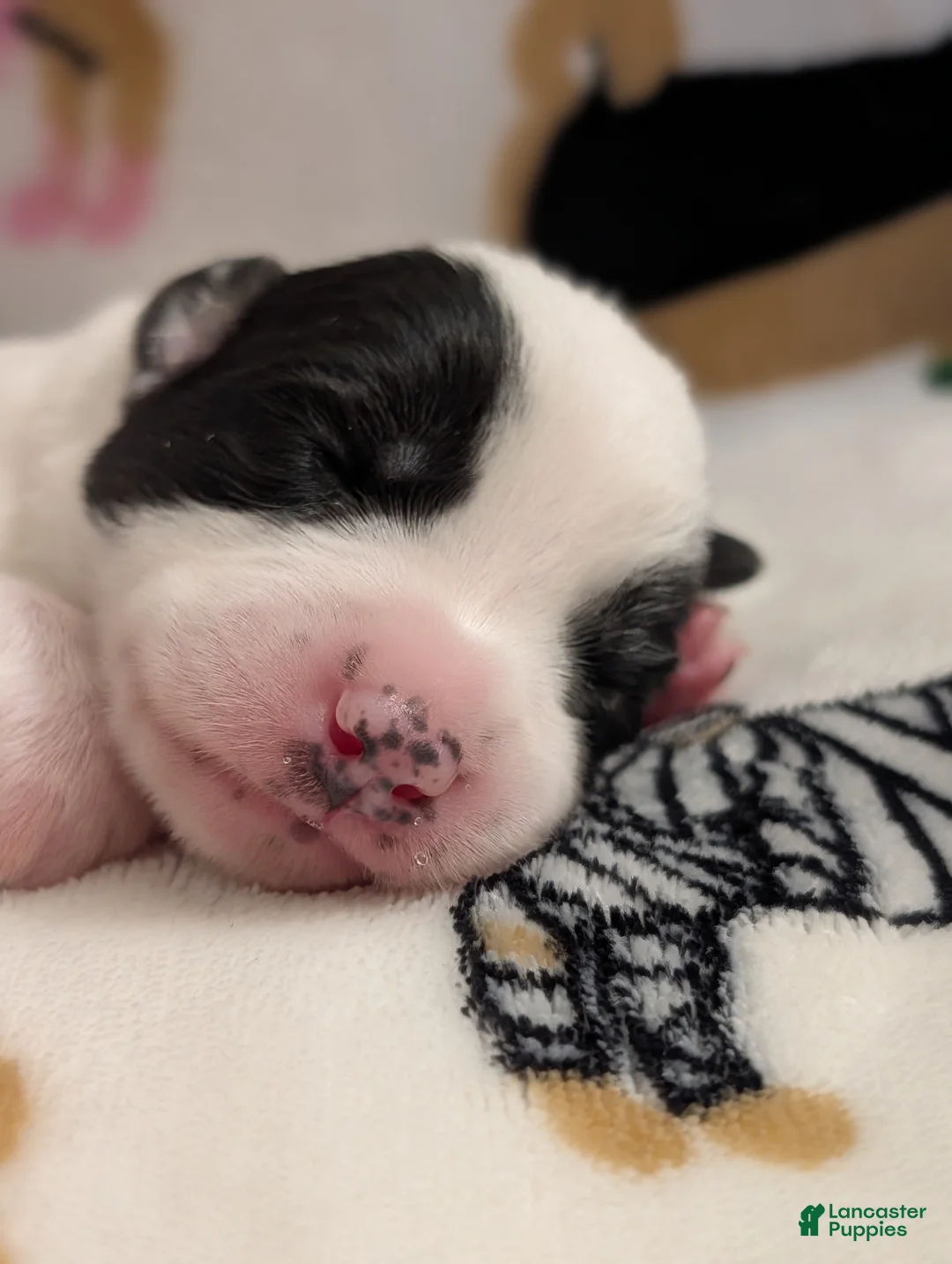 Mixed Breed dogs for sale: Cruella - Ad 2