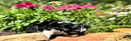 Biewer Terrier dogs for sale: Biewer Terrier 1 - Ad 4