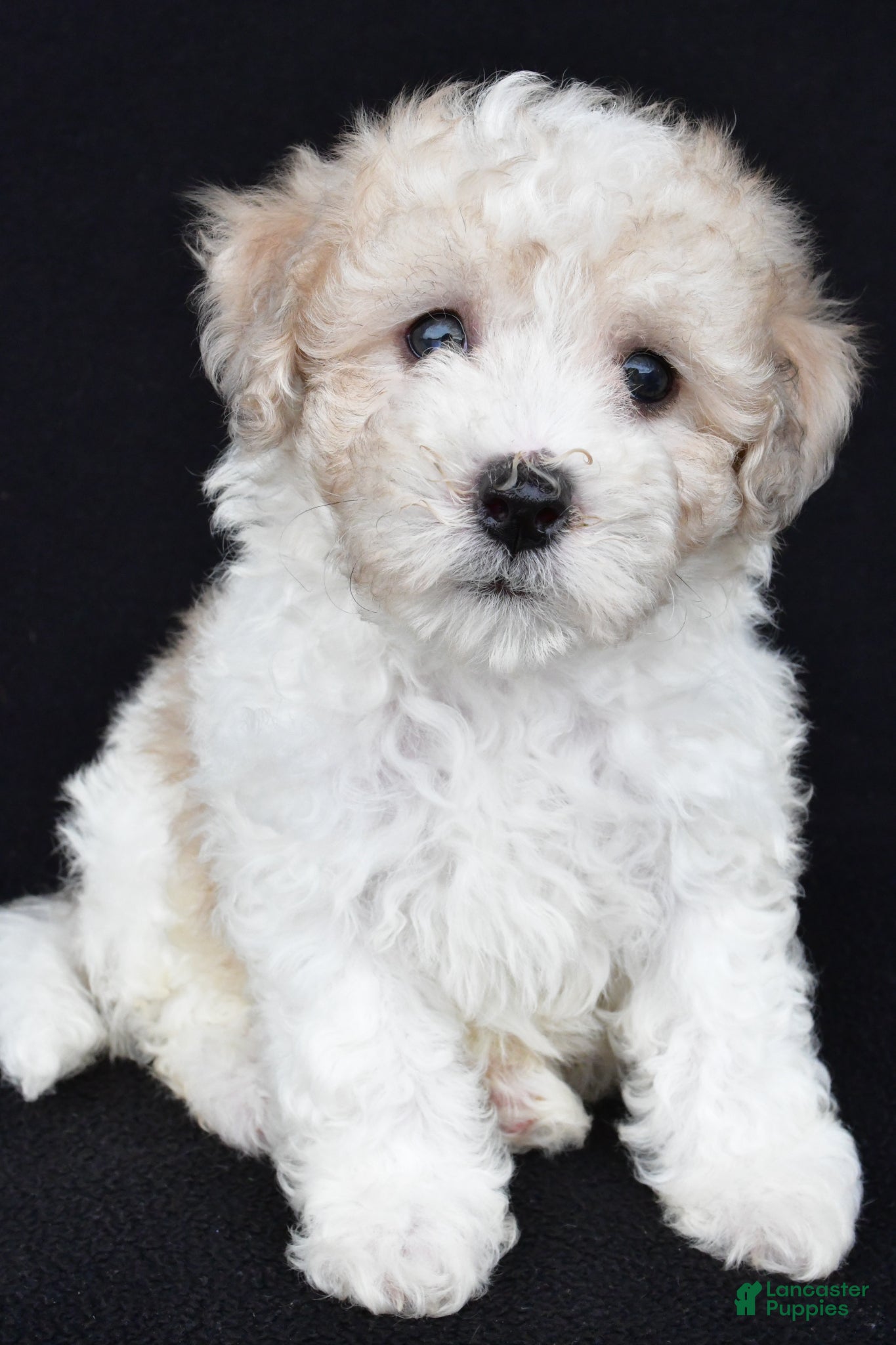 Miniature Poodle dogs Porter - Ad 1