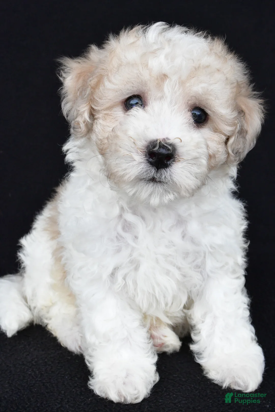 Miniature Poodle dogs for sale: Porter - Ad 1