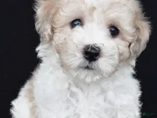 Miniature Poodle dogs for sale: Porter - Ad 3