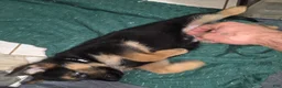 German Shepherd dogs for sale: Zara 🐾 - Ad 4