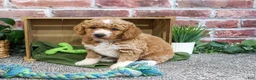 Mini Goldendoodle dogs for sale: Lenny - Ad 2