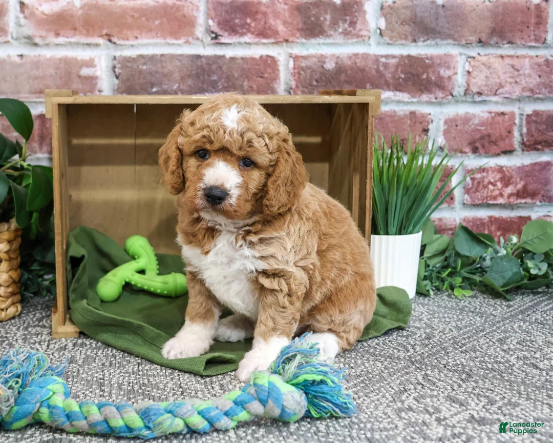 Mini Goldendoodle dogs for sale: Lenny - Ad 2