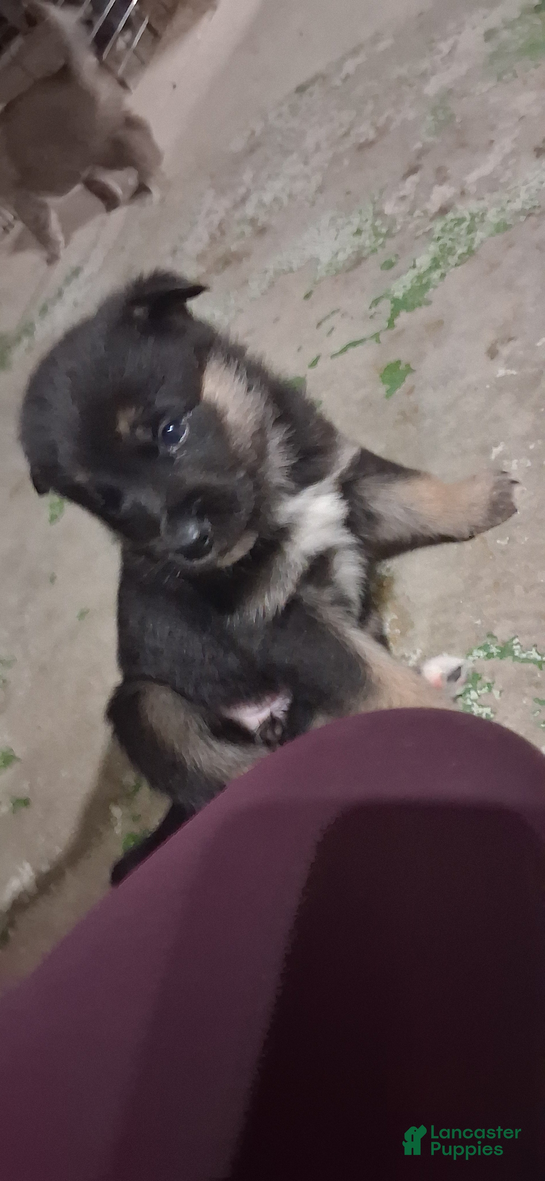 Mixed Breed dogs Mixed Breed Puppy 4 - Ad 19