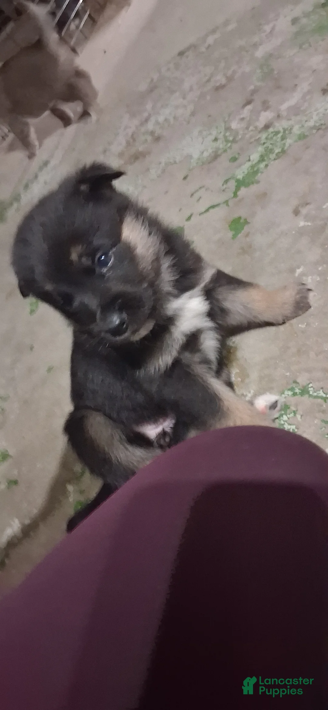 Mixed Breed dogs for sale: Mixed Breed Puppy 4 - Ad 1