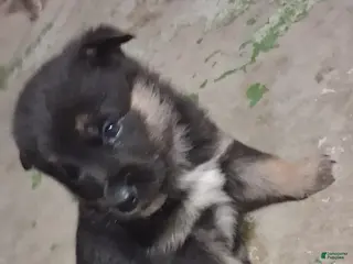 Mixed Breed dogs Mixed Breed Puppy 4 - Ad 8