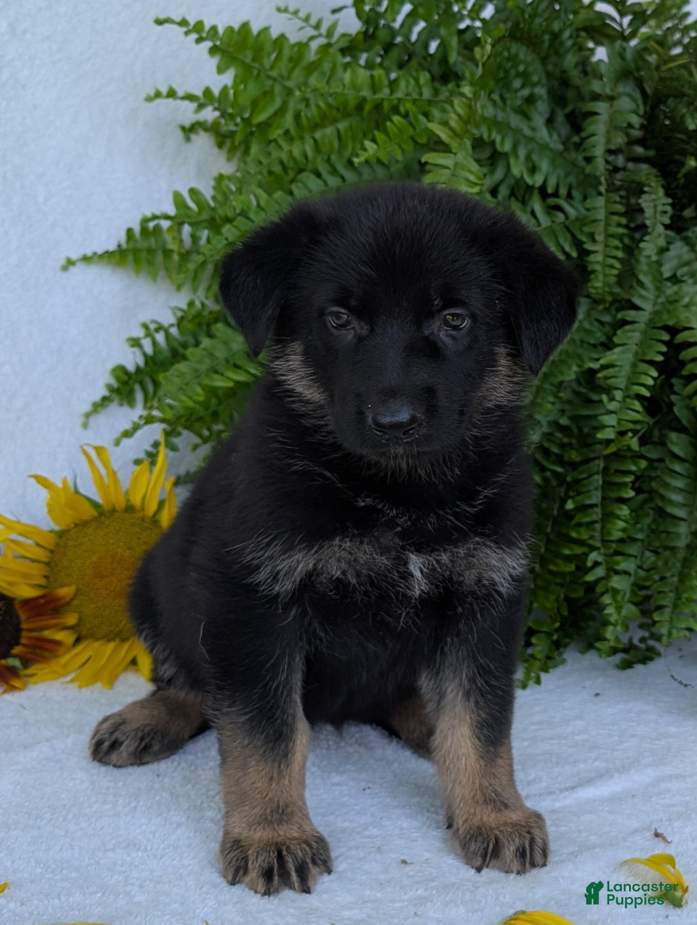 German Shepherd dogs Beauty  - Ad 1