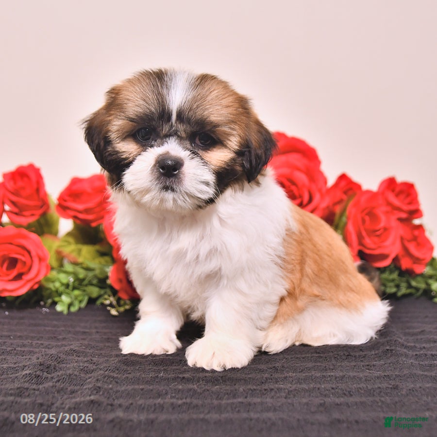 Shih Tzu dogs Kong - Ad 2
