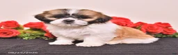 Shih Tzu dogs for sale: Kong - Ad 2