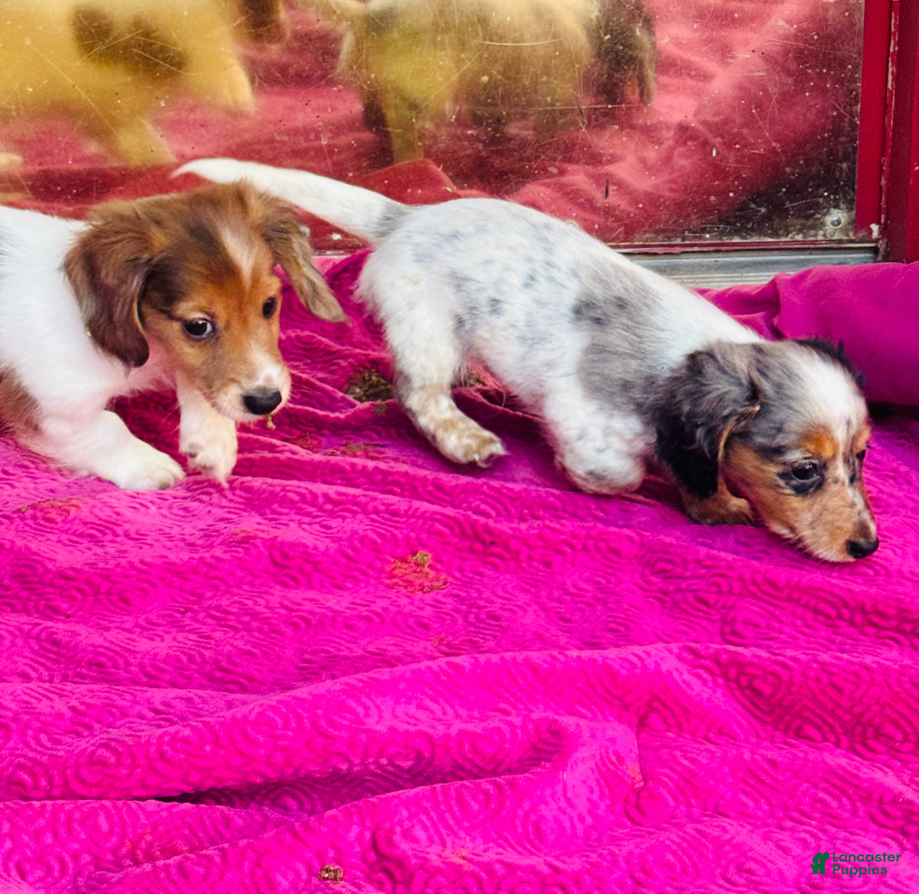 Miniature Dachshund dogs Johnny Walker (Longhair) - Ad 1