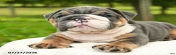 English Bulldog dogs for sale: Mr Blue - Ad 3