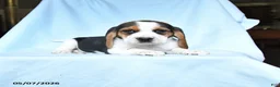 Beagle dogs for sale: Snickers - Ad 3
