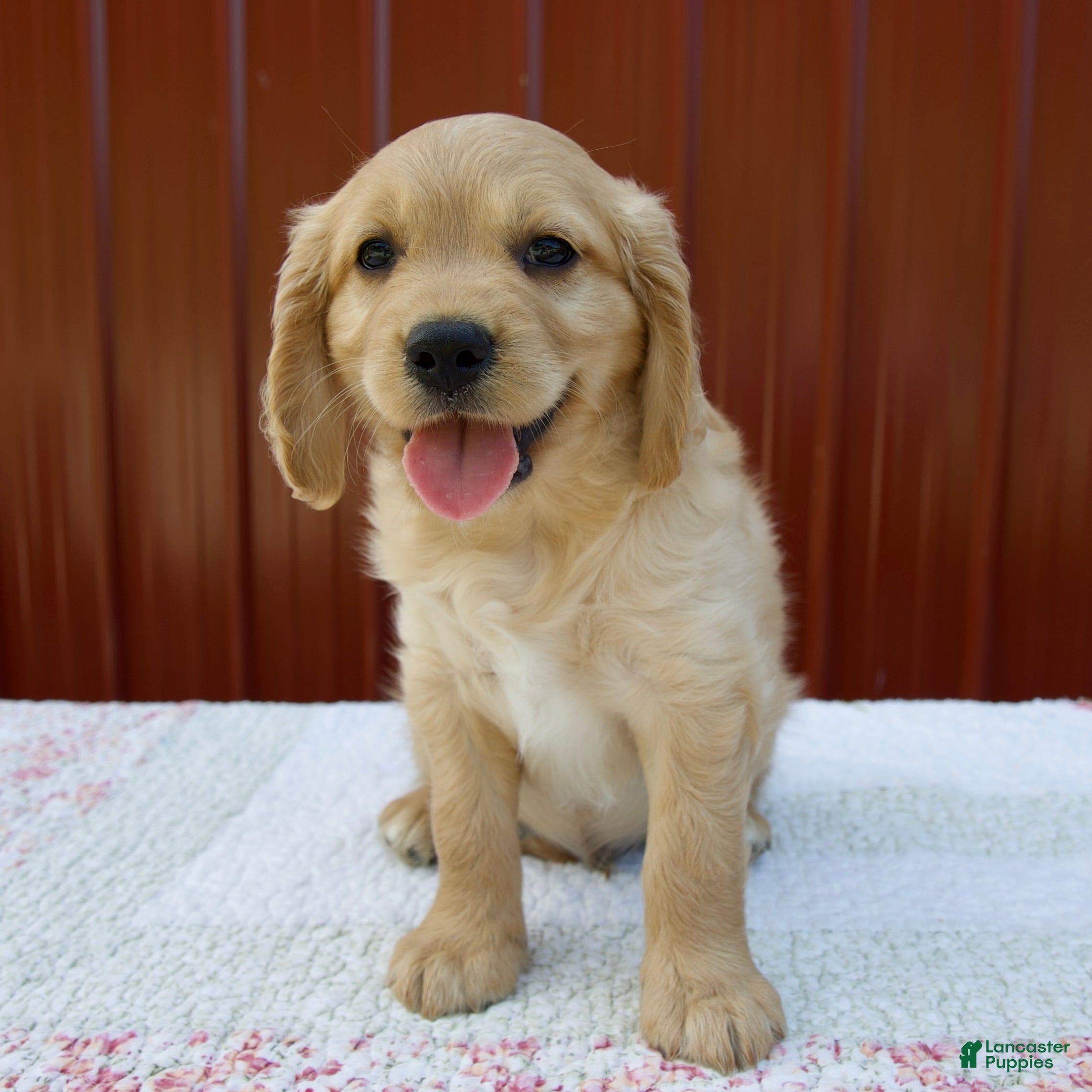 Miniature Golden Retriever dogs Gus - Ad 1