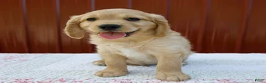 Gus