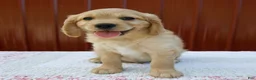 Miniature Golden Retriever dogs for sale: Gus - Ad 1