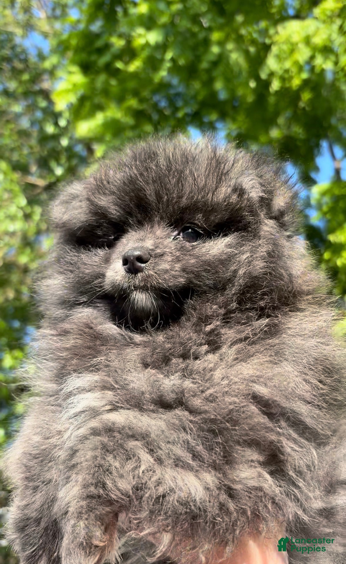 Pomeranian dogs Panda  - Ad 2