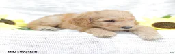 Goldendoodle dogs for sale: Justin - Ad 15