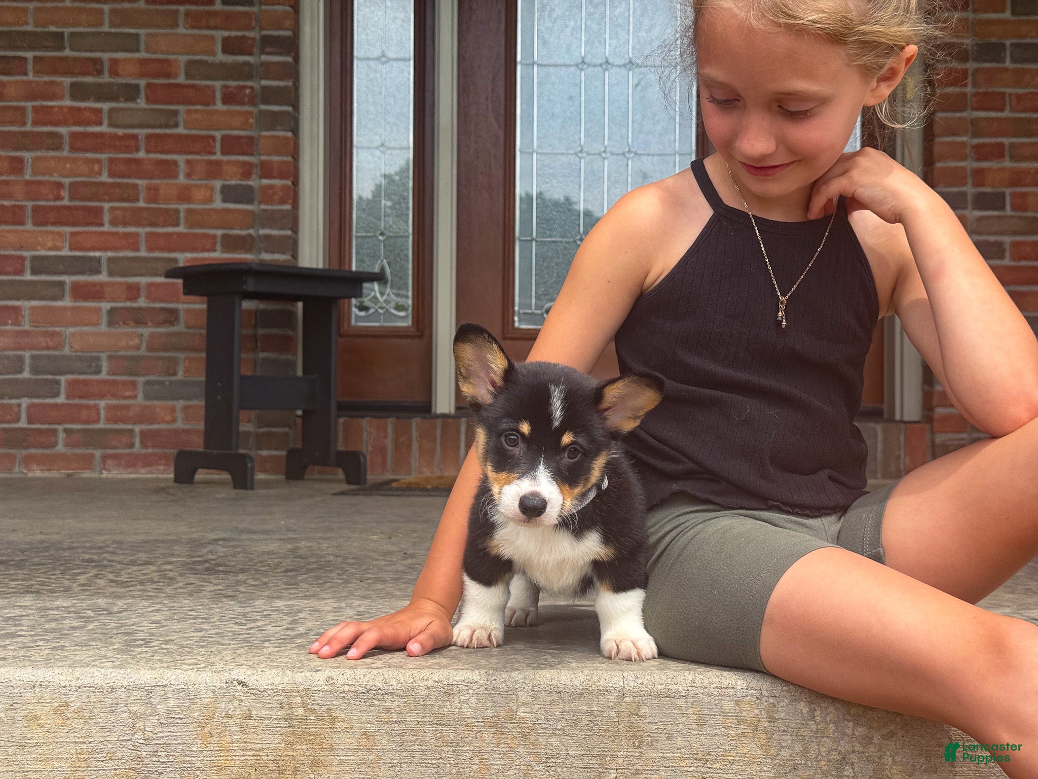 Welsh Corgi Pembroke dogs Ivy - Ad 2