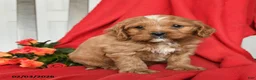 Cavapoo dogs for sale: Cameron - Ad 4